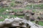 Wren (troglodytes Troglodytes) Stock Photo