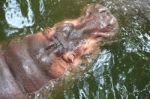 Hippopotamus Floating Stock Photo