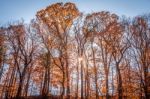 Sun Peeking Behind Trees In Dc Stock Photo