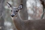 Funny Picture With A Cute Deer Stock Photo