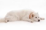 Dog Relaxing On The Floor Stock Photo