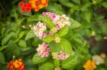 Lantana Camara Flower Bloom In The Garden Stock Photo