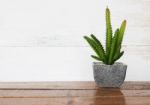 Pot Of Artificial Plant Decorated On Wooden Table Stock Photo