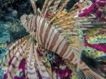 Tropical Fish Lionfish Under  Water Stock Photo