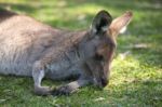 Kangaroo Outside Stock Photo