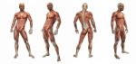 3d Render Illustration Of The Muscular System Stock Photo