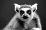 Ring-tailed Lemur Portrait Stock Photo