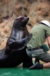 South-african Fur Seal Show Stock Photo