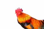 Rooster Stock Photo