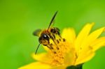 Pollination Stock Photo