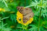 Close Up Lemon Pansy Butterfly Stock Photo