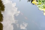 Red Fish In A Lake And Sky Reflection Stock Photo