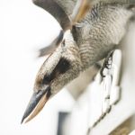 Kookaburra Gracefully Resting During The Day Stock Photo