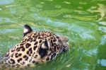 Orange Jaguar Swimming Stock Photo