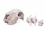 Sheep Skull Stock Photo