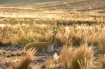 Smiley Vicuna Near Nazca Stock Photo