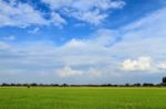 Rice Field With Sky Stock Photo