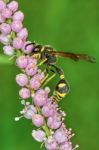 Wasp On Flowering Tamarisk Stock Photo