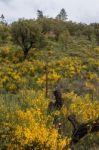 Spring Algarve Flora Stock Photo