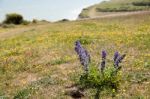 Viper's Bugloss (echium Vulgare) Stock Photo