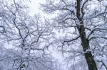 Tree Coveredby Snow In Winter Stock Photo