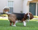 Basset Hound Stock Photo