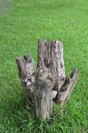 Tree Stump On Grass Stock Photo