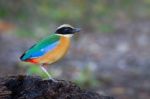 Blue-winged Pitta Stock Photo