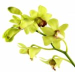 Green Orchid Stock Photo