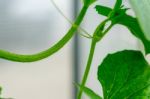 Yellow Winter Melon Flower In Farm Stock Photo