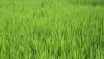 Rice Seedlings In The Rice Farm Stock Photo