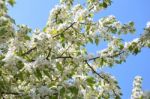 The Blooming Of Apple Trees Stock Photo