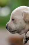 Side Profile Puppy Stock Photo