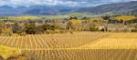 Farming Field In Tasmania, Australia Stock Photo