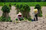 Farmer Preparing Young Cassava Plant Stock Photo