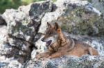 The Iberian Wolf Stock Photo