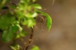 Green Snake Stock Photo