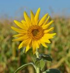 Sunflower Stock Photo