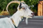 The Head Of A White Goat Stock Photo