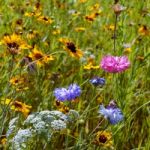 Wild Flowers In An English Garden Stock Photo