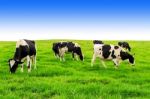 Cows On A Green Field And Blue Sky Stock Photo