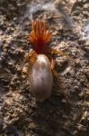 Woodlouse Spider (dysdera Crocata) Stock Photo