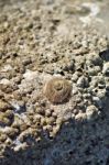 Limpet Closeup Stock Photo