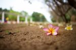 Colorful Plumeria On The Ground Stock Photo