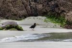 Variable Oystercatcher (haematopus Unicolor) Stock Photo