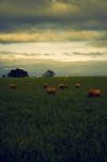 Sheep On The Farm During The Day Stock Photo