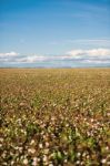 Cotton Field In Oakey, Queensland Stock Photo