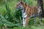 Siberian Tiger (panthera Tigris Altaica) Or Amur Tiger Stock Photo