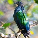 Nicobar Pigeon Stock Photo