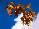 Branch With Bright Yellow Autumn Leaves Stock Photo